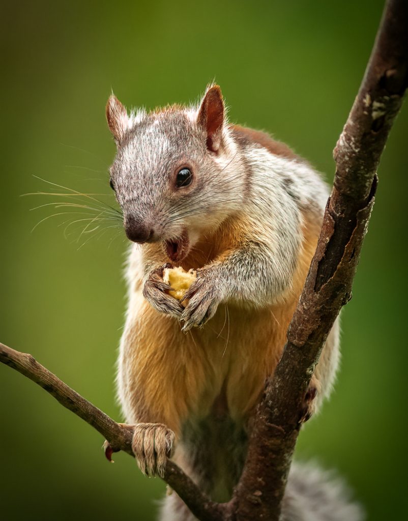 Variegated Squrrel - Linda Rodgers